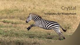  Presentation with kenya - Presentation theme enhanced with common-or-plains-zebra-equus background and a coral colored foreground