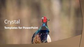  Presentation with quail bird common - Amazing slides having common-pheasant-phasianus-colchicus backdrop and a coral colored foreground