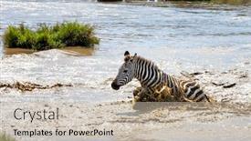  Presentation with pure splash water - Amazing theme having common-plains-zebra-splashes backdrop and a mint green colored foreground