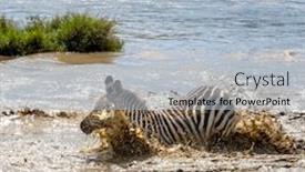  Presentation with water - PPT theme featuring common-plains-zebra-splashes background and a light blue colored foreground