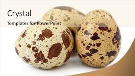  Presentation with quail - Slides having common quail eggs isolated background and a lemonade colored foreground