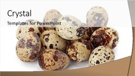  Presentation with quail - Presentation having common quail eggs isolated background and a white colored foreground