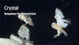  Presentation with owls - Slides with common rail - barn owls background and a black colored foreground