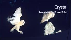  Presentation with owls - Beautiful slide set featuring common rail - barn owls backdrop and a navy blue colored foreground