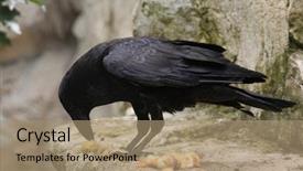  Presentation with animal chicken - PPT layouts having common raven corvus corax eating background and a coral colored foreground