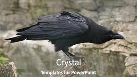  Presentation with raven - Amazing slide deck having common raven corvus corax wild backdrop and a gray colored foreground