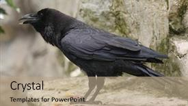  Presentation with raven - Slide set featuring common raven corvus corax wild background and a coral colored foreground