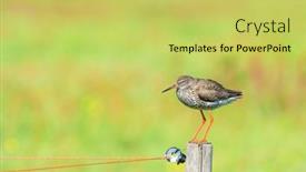  Presentation with pole - PPT theme with common-redshank-bird-on-pole background and a yellow colored foreground