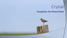  Presentation with pole - Slide set having common-redshank-bird-on-pole background and a sky blue colored foreground