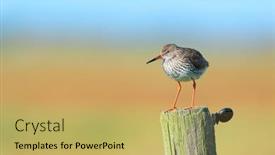  Presentation with pole - Presentation design having common-redshank-bird-on-pole background and a yellow colored foreground