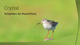  Presentation with pole - Slide set consisting of common-redshank-bird-on-pole background and a yellow colored foreground