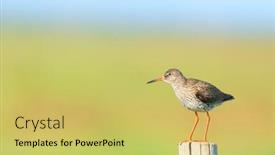  Presentation with pole - Presentation design consisting of common-redshank-bird-on-pole background and a yellow colored foreground