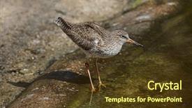  Presentation with underwater wild nature sea life - Beautiful theme featuring common redshank tringa totanus wild backdrop and a tawny brown colored foreground