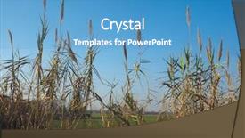  Presentation with blue sky - Presentation theme consisting of common reed phragmites australis plants background and a teal colored foreground