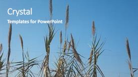  Presentation with sky blue - Beautiful slide set featuring common reed phragmites australis plants backdrop and a teal colored foreground