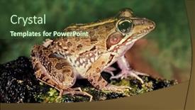  Presentation with south africa - Slides enhanced with common-river-frog-amietia-angolensis background and a tawny brown colored foreground