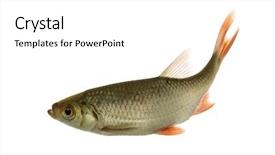  Presentation with competive swimming - Amazing theme having common roach swimming rutilus rutilus backdrop and a white colored foreground