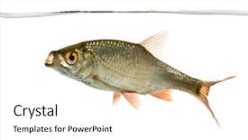  Presentation with under water concrete - Slide deck featuring common roach swimming under water background and a white colored foreground