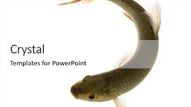  Presentation with high voltage relay protection and automation - Theme with common roach viewed from up background and a white colored foreground