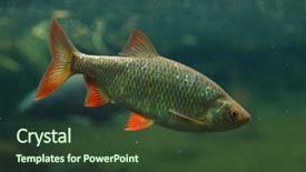  Presentation with freshwater fish - Slide set having common rudd scardinius erythropthalmus freshwater background and a tawny brown colored foreground