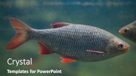  Presentation with freshwater fish - Theme featuring common-rudd-scardinius-erythropthalmus-freshwater background and a dark gray colored foreground