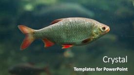  Presentation with animal - PPT theme enhanced with common-rudd-scardinius-erythropthalmus-wild background and a tawny brown colored foreground