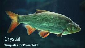  Presentation with wildlife - Presentation theme with common-rudd-scardinius-erythropthalmus-wildlife background and a wine colored foreground