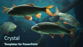  Presentation with wildlife - Amazing presentation design having common-rudd-scardinius-erythropthalmus-wildlife backdrop and a wine colored foreground