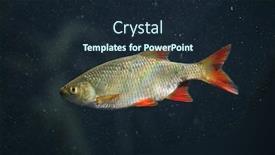  Presentation with wildlife - Beautiful presentation design featuring common-rudd-scardinius-erythropthalmus-wildlife backdrop and a wine colored foreground