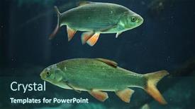  Presentation with wildlife - Amazing slide set having common-rudd-scardinius-erythropthalmus-wildlife backdrop and a ocean colored foreground