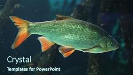  Presentation with wildlife - Slide deck having common-rudd-scardinius-erythropthalmus-wildlife background and a wine colored foreground