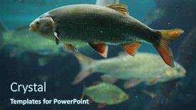  Presentation with wildlife - PPT layouts having common-rudd-scardinius-erythropthalmus-wildlife background and a navy blue colored foreground