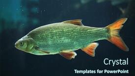  Presentation with wildlife - Amazing slide deck having common-rudd-scardinius-erythropthalmus-wildlife backdrop and a wine colored foreground