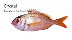  Presentation with aquaculture full of sea fish - PPT layouts enhanced with common sea bream pagrus fish background and a white colored foreground