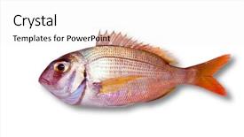  Presentation with sea - Colorful PPT theme enhanced with common sea bream pagrus fish backdrop and a white colored foreground