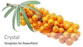  Presentation with berries - PPT theme enhanced with common-sea-buckthorn-berries-isolated background and a white colored foreground