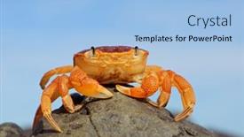  Presentation with south africa - PPT layouts featuring common-shore-crab-cyclograpsus-punctatus background and a light blue colored foreground