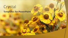  Presentation with quail bird common - Amazing PPT layouts having common-sneezeweed-helenium-autumnale backdrop and a blonde colored foreground