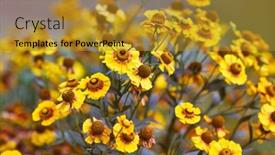  Presentation with common cold cough - Presentation theme having common-sneezeweed-helenium-autumnale background and a gold colored foreground