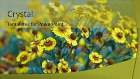  Presentation with quail bird common - Cool new presentation theme with common-sneezeweed-helenium-autumnale backdrop and a gold colored foreground