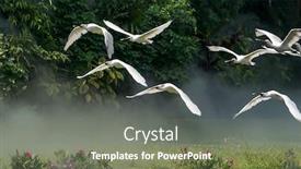  Presentation with waterland - Slides consisting of common-spoonbills-in-flight background and a gray colored foreground