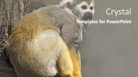  Presentation with zoo - Slide set featuring common-squirrel-monkey-in-zoo background and a gray colored foreground