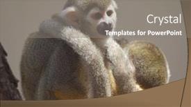  Presentation with zoo - Slides with common-squirrel-monkey-in-zoo background and a gray colored foreground