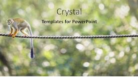  Presentation with common cold cough contagious virus - Colorful slide set enhanced with common-squirrel-monkey-saimiri-sciureus backdrop and a mint green colored foreground