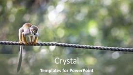  Presentation with bonobo monkey - Slide deck having common-squirrel-monkey-saimiri-sciureus background and a gray colored foreground