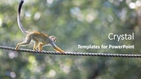  Presentation with monkey - PPT layouts featuring common-squirrel-monkey-saimiri-sciureus background and a gray colored foreground