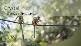  Presentation with monkey - Amazing PPT layouts having common-squirrel-monkey-saimiri-sciureus backdrop and a mint green colored foreground
