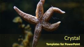  Presentation with starfish - Cool new PPT theme with common-starfish-asterias-rubens backdrop and a tawny brown colored foreground