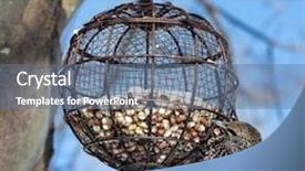  Presentation with peanuts - Colorful presentation theme enhanced with common starling hanging from a round wire bird feeder filled with peanuts backdrop and a ocean colored foreground