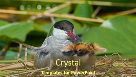  Presentation with chicks - Slides enhanced with common-tern-couple-feeding background and a tawny brown colored foreground